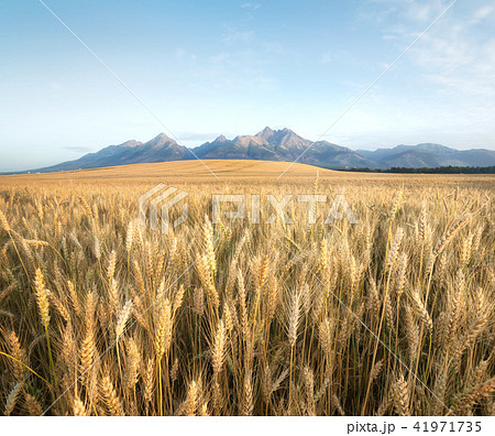 Agricultural landscape in the Tatry mountains Agricultural landscape in the Tatry mountains 41971735