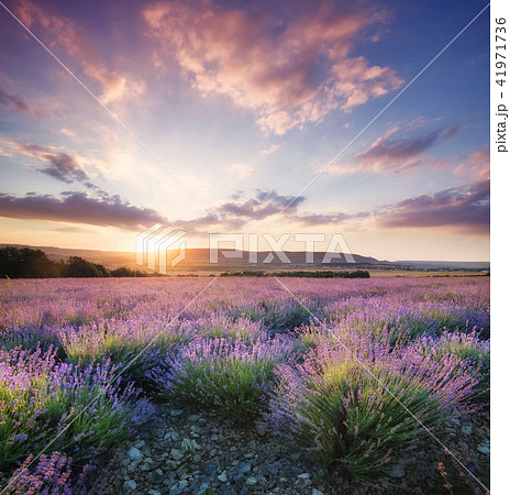 Lavender in the mountain valley during sunset 41971736