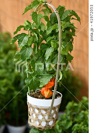 ほおずき市 41972053