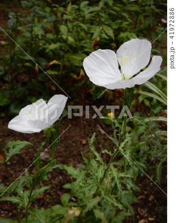 月見草（ツキミソウ） 41972886