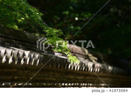 もみじ もみじ 41973064