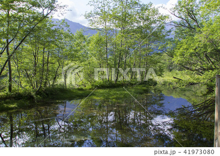 上高地大正池畔の森/長野県松本市 上高地大正池畔の森/長野県松本市 41973080