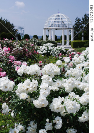 白いバラと幸福の鐘 白いバラと幸福の鐘 41973093