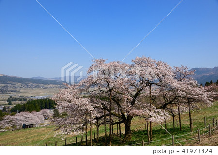 観音桜 観音桜 41973824