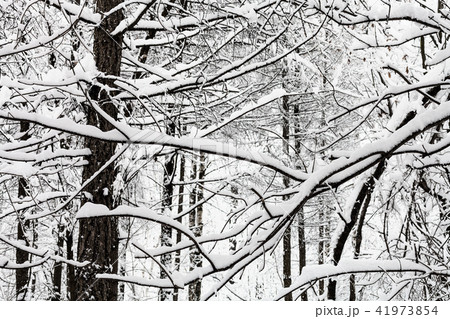 snow-covered intertwined twigs in snowy forest 41973854