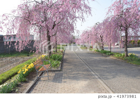 しだれ桜　サイクリングロード　喜多方 41973981