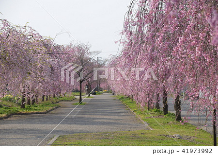 しだれ桜　サイクリングロード　喜多方 41973992