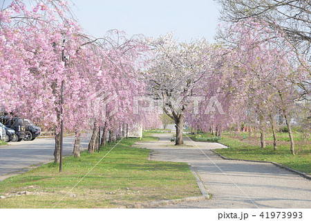 しだれ桜　サイクリングロード　喜多方 41973993