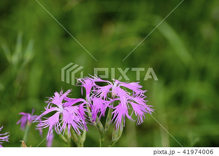 河原ナデシコの花 41974006