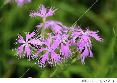 河原ナデシコの花 41974013