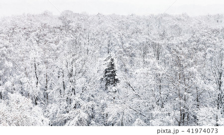 panoramic view of snow covered trees in forest 41974073