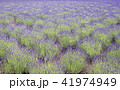 ラベンダー畑 41974949