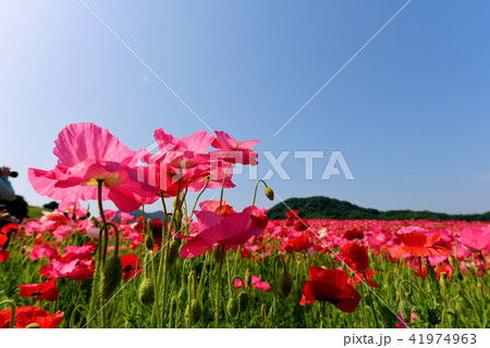 青空に映えるポピー 41974963