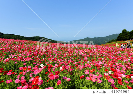 青空に咲くポピー 41974964
