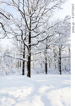 oak on snowy meadow in forest in winter morning oak on snowy meadow in forest in winter morning 41975007