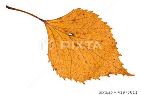 autumn holey yellow leaf of birch tree isolated 41975011