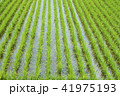 水田　稲作　稲穂　 41975193