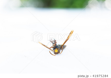 蜂の死骸 41975284