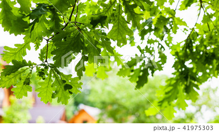 green leaves of oak tree in village in summer green leaves of oak tree in village in summer 41975303