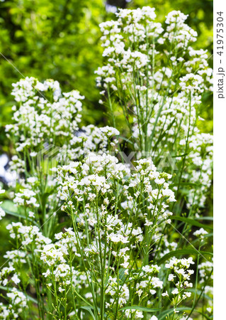 white flowers of horseradish plant in garden 41975304