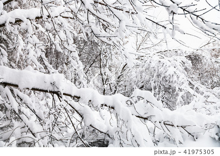 snow-covered twigs in winter forest snow-covered twigs in winter forest 41975305