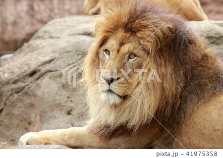 雄ライオンの顔の写真素材 41975358 Pixta