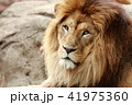 雄ライオンの顔 雄ライオンの顔 41975360