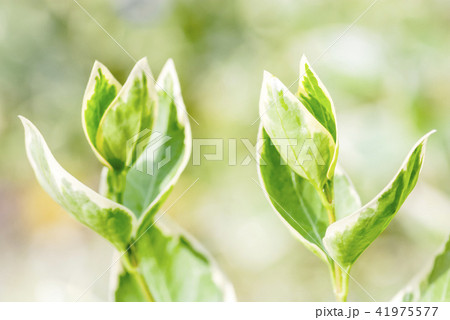 ツルニチニチソウの葉 41975577