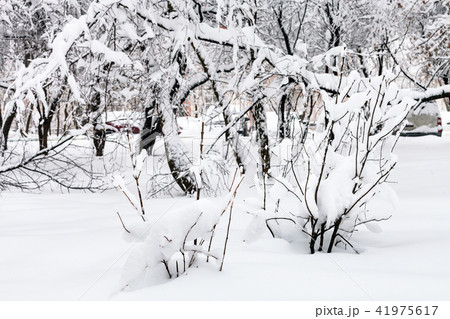snow-covered shrubs and trees in urban garden snow-covered shrubs and trees in urban garden 41975617