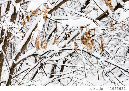 maple seeds on snow-covered trees in snowy forest 41975622