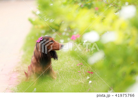 犬と自然 41975766