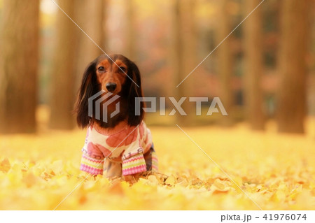 犬とイチョウ 41976074