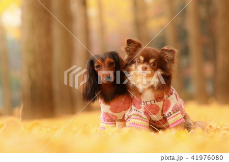 犬とイチョウ 41976080