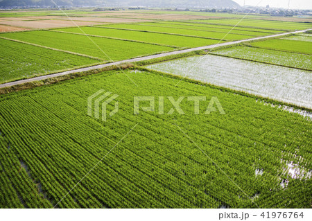 田園風景 41976764