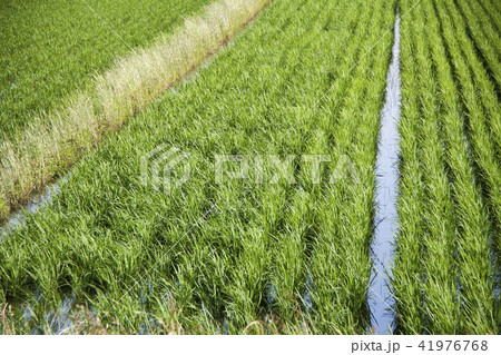 田園風景 41976768