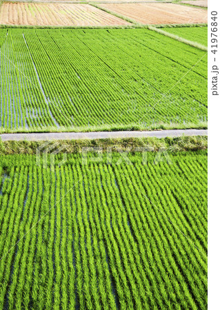 田園風景 41976840