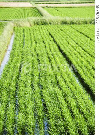 田園風景 41976849