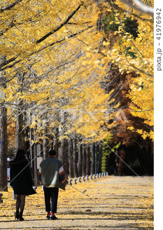 【岐阜県各務ヶ原市】学びの森の秋 【岐阜県各務ヶ原市】学びの森の秋 41976942