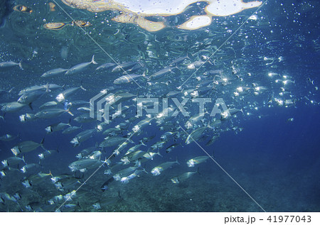 グルクマの群れ 沖縄本島 真栄田岬① グルクマの群れ 沖縄本島 真栄田岬① 41977043