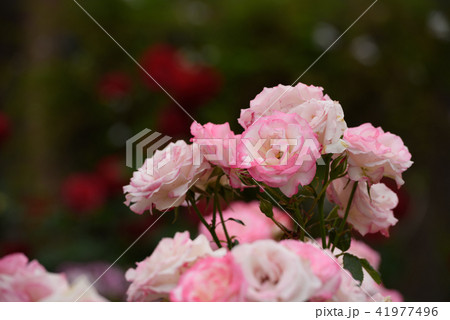 ローズガーデン　薔薇　 41977496