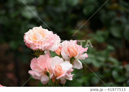 ローズガーデン　薔薇　 41977513