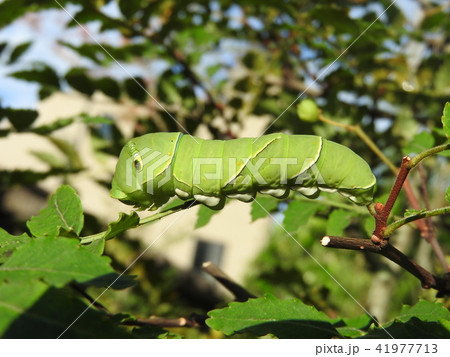 山椒の枝で休むアゲハチョウの幼虫の写真素材 [41977713] - PIXTA