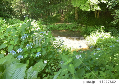 仙台野草園　園内 41977862