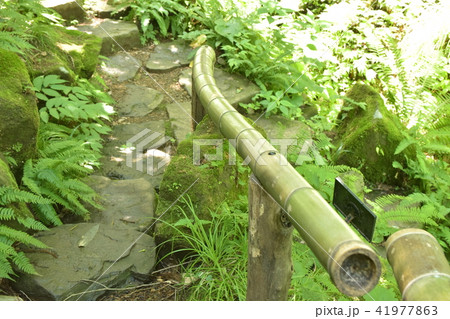 仙台野草園 園内 仙台野草園 園内 41977863