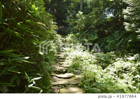 仙台野草園　園内 41977864