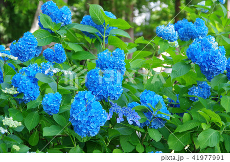 高源院のあじさい 高源院のあじさい 41977991