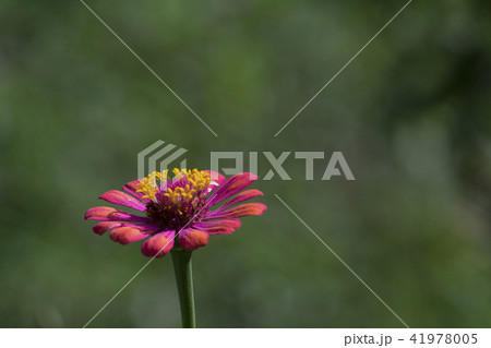 Gerbera ,Barberton daisy flower as background 41978005
