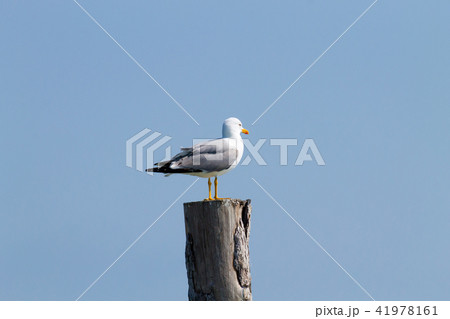 Gull standing on palisade Gull standing on palisade 41978161