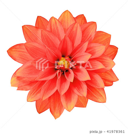 flower red yellow dahlia isolated on white 41978361