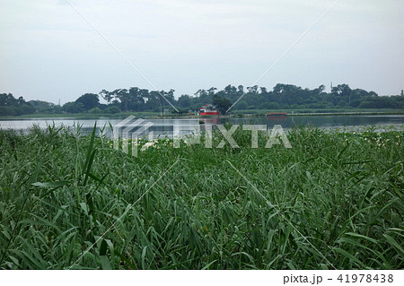 多々良沼と浮島弁財天 41978438
